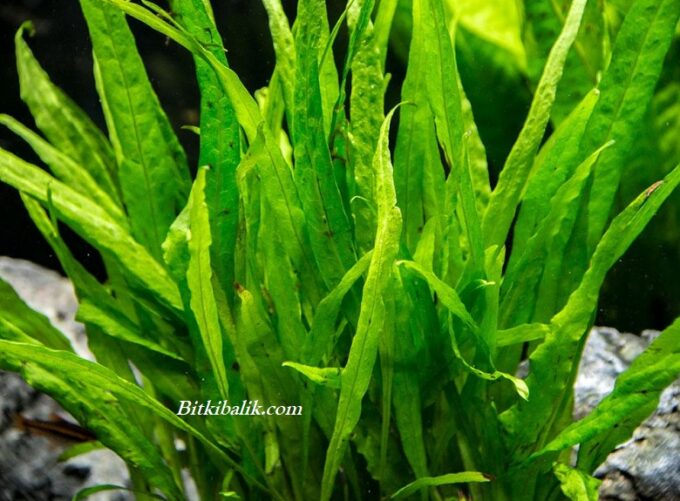 Java Fern Bakımı