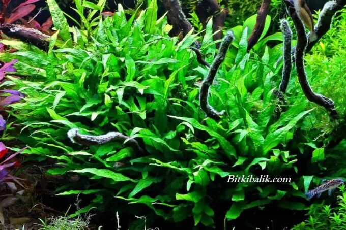 Java Fern Bitkisi Bakımının Püf Noktaları