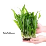 Java Fern Bitkisi Fiyatları