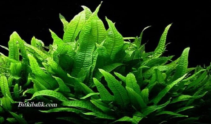 Java Fern Bitkisi Bakımı