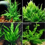 Java Fern Çeşitleri