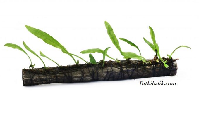 Java Fern Çoğaltma