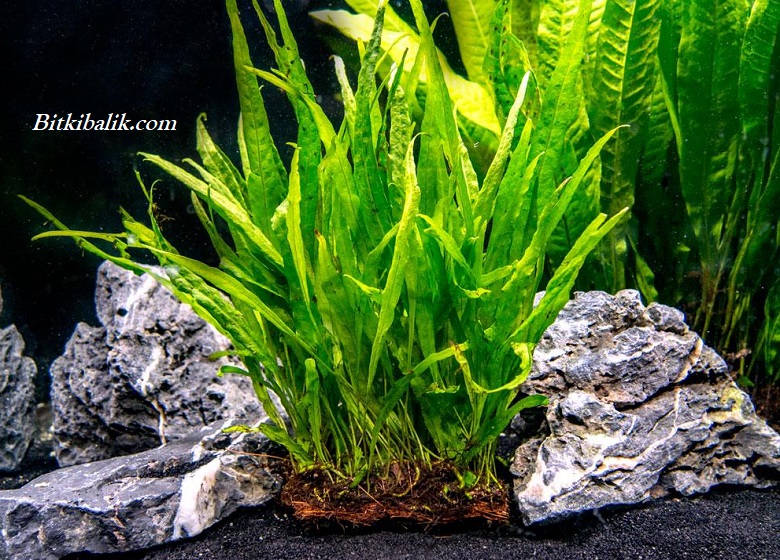 Java Fern Dikimi