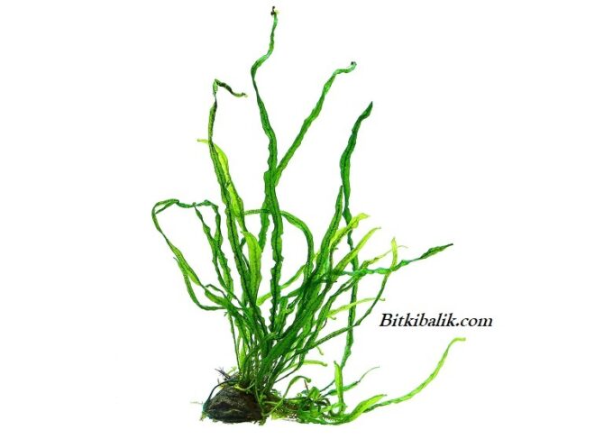 Java Fern Ekimi
