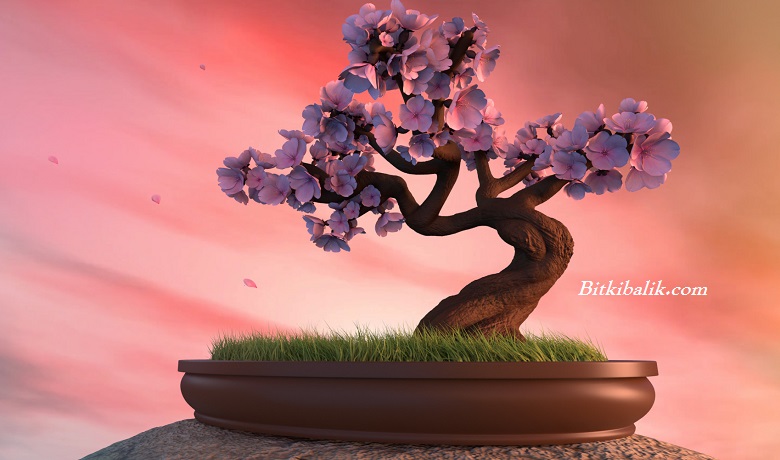 Pembe Çiçekli Ağaç