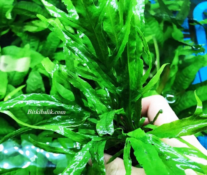 Trident Java Fern