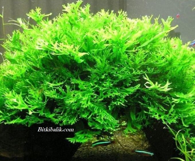 Windelov Java Fern Bitkisi