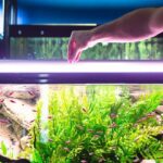 Akvaryum balıkları kaç kez beslenir