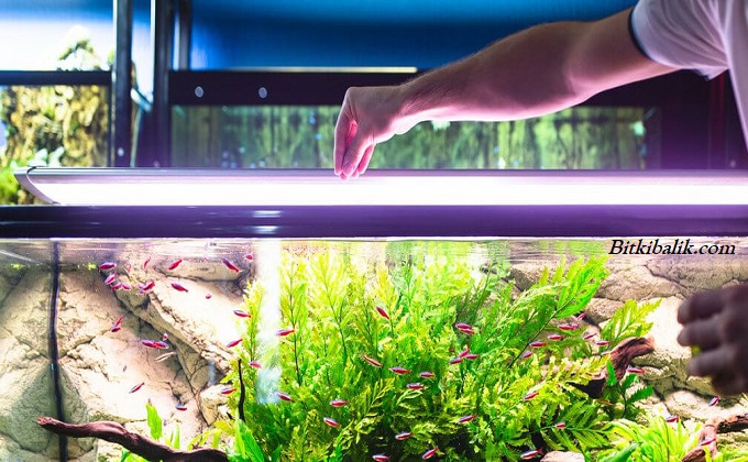 Akvaryum balıkları kaç kez beslenir