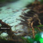 Akvaryum balıkları suyu nasıl olmalı