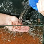 Akvaryum suyu nasıl hazırlanır