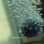 Akvaryuma içme suyu konulur mu