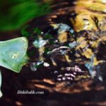 Balık suyu nasıl olmalı