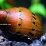 Bitki Akvaryumu Nerite
