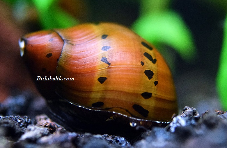 Bitki Akvaryumu Nerite
