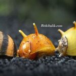 Boynuzlu Nerite Salyangozları