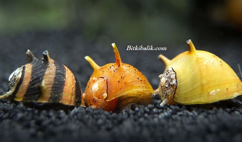 Boynuzlu Nerite Salyangozları