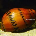 Kaplan Nerite