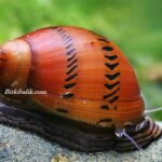 Kaplan Nerite Salyangoz