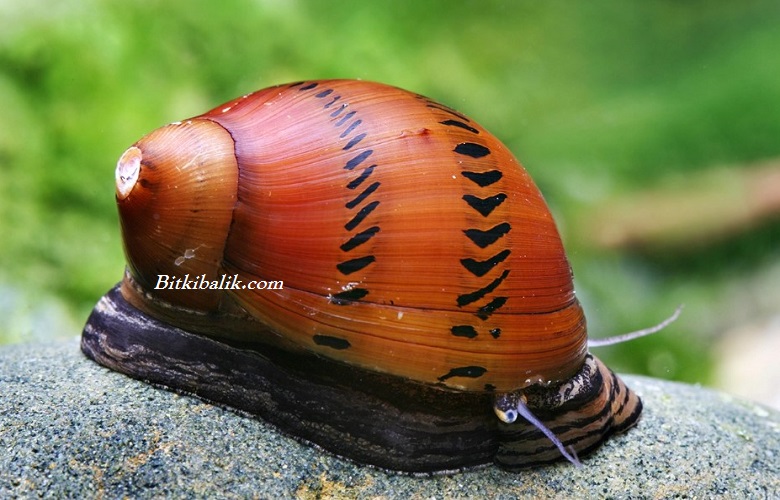 Kaplan Nerite Salyangoz