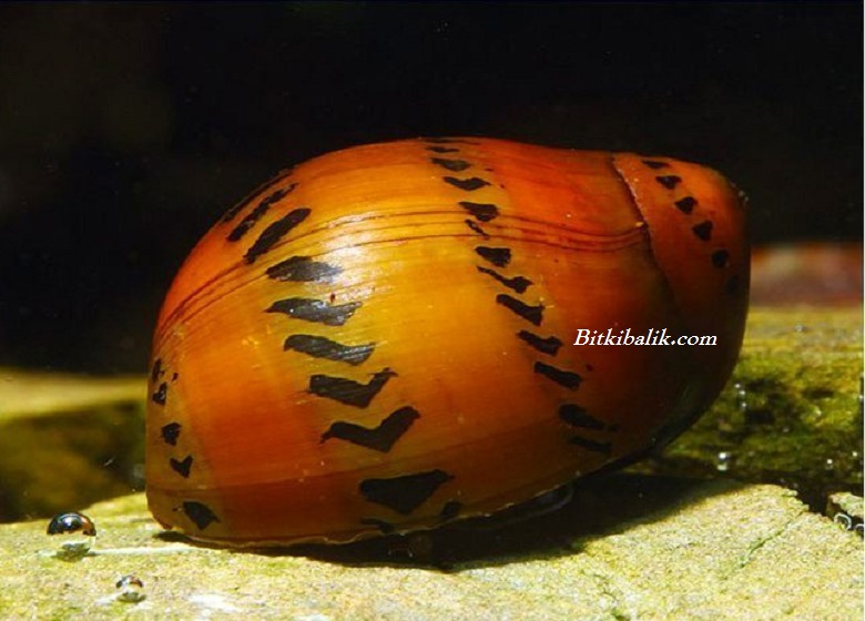 Kaplan Nerite