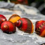 Kırmızı Yarışçı Nerite Salyangozları
