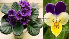 Menekşe Çiçeği Bakımı Hakkında Herşey