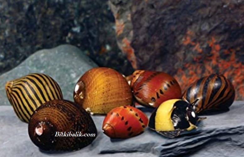 Nerite Çeşitleri