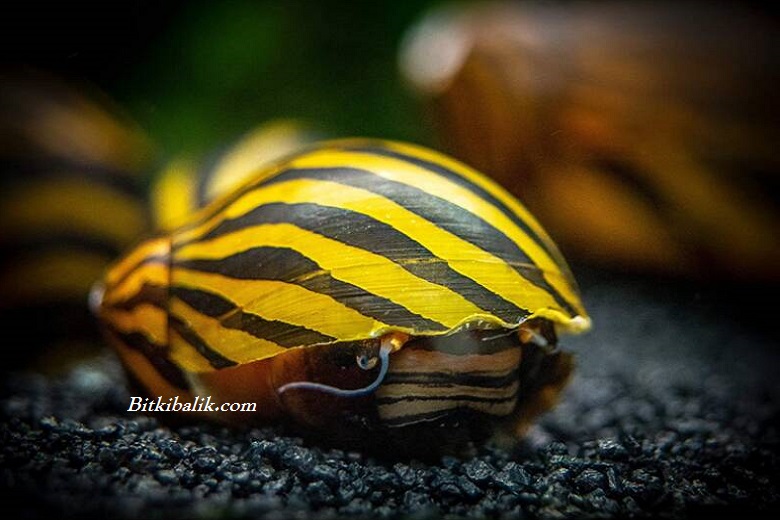 Nerite Salyangoz Bakımı