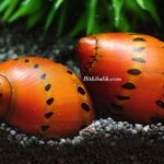 Nerite Salyangoz Cinsiyet Ayrımı