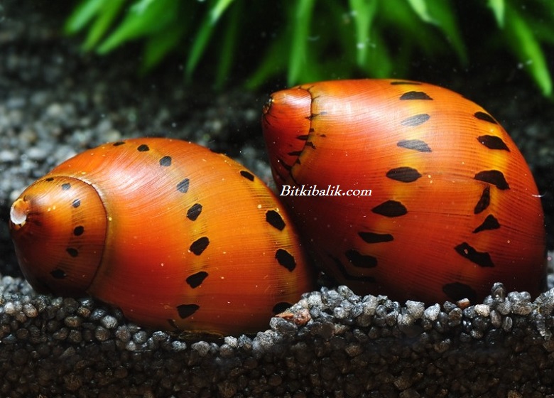 Nerite Salyangoz Cinsiyet Ayrımı
