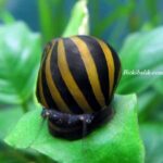 Nerite Salyangoz Fiyatları