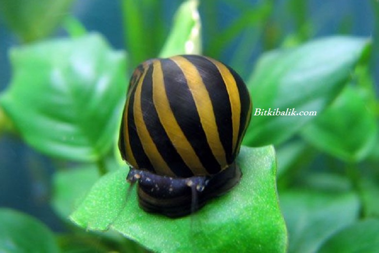 Nerite Salyangoz Fiyatları