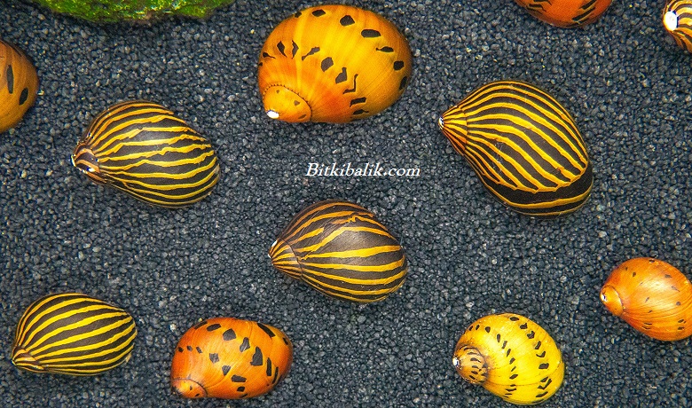 Nerite Salyangozu Özellikleri