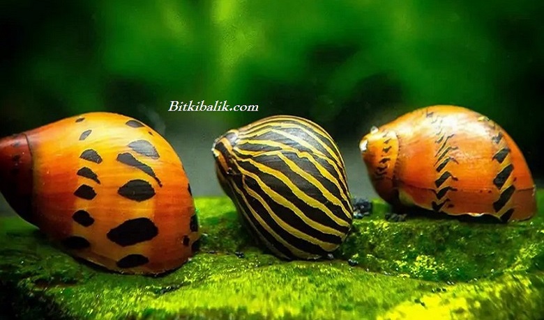 Nerite Salyangozu