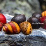 Nerite Türleri