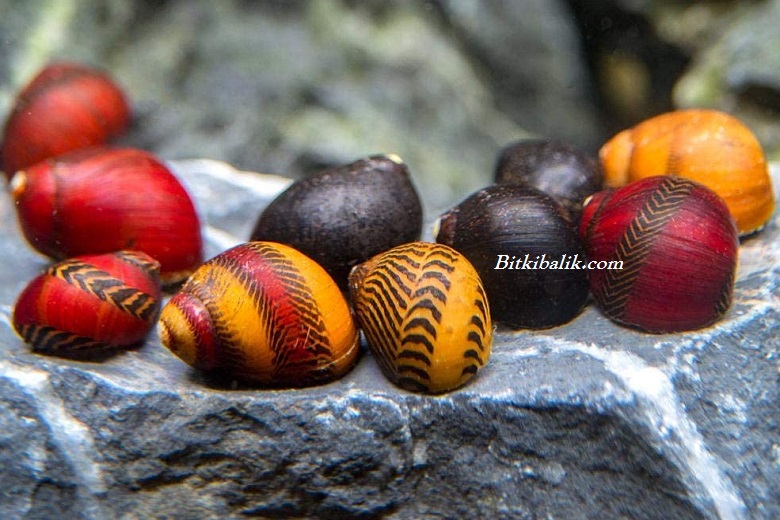 Nerite Türleri