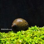 Zebra Nerite