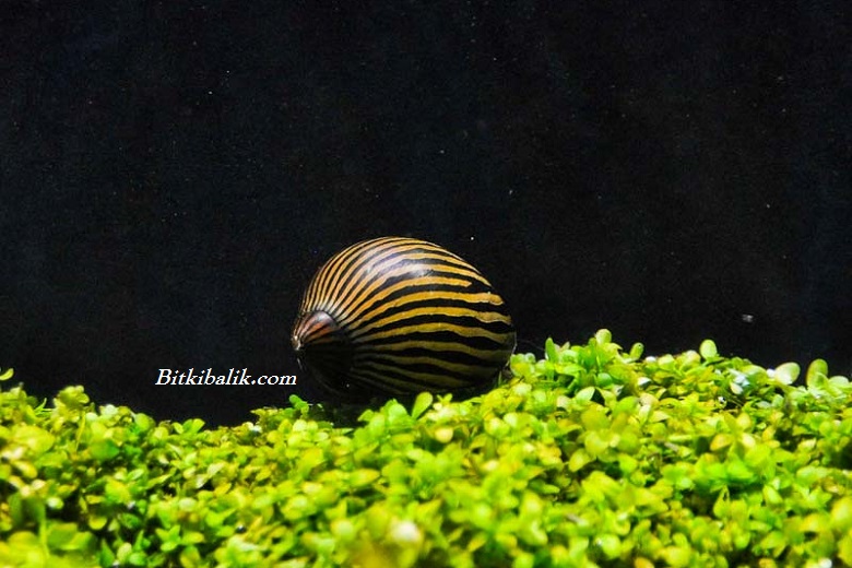 Zebra Nerite