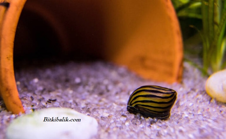 Zebra Salyangoz