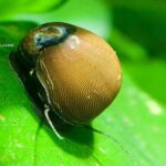 Zeytin Nerite Salyangoz