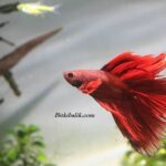 Betta Balığı