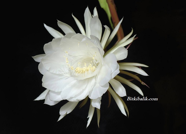 Beyaz Çiçekli Gecenin Kraliçesi Kaktüs