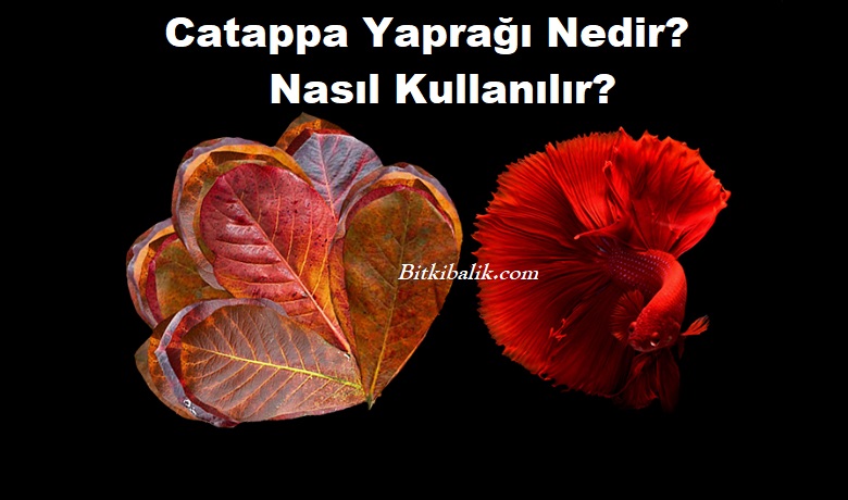 Catappa Yapragi Nedir Bitkibalik Com Ne Ise Yarar Nasil Kullanilir