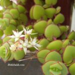 Crassula Pellucida Yeşil Kızıl Yapraklı Beyaz Çiçekli