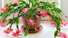 Dikensiz Kaktüs Çeşitleri