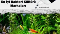 En İyi Bakteri Kültürü Markaları
