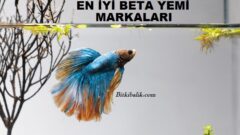 En İyi Beta Yemi Markaları