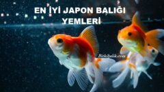 En İyi Japon Balığı Yemleri