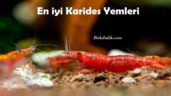En İyi Karides Yemleri